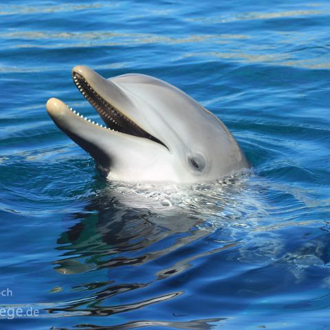 Genua 004 Delfin, Aquario di Genova, Genua, Genova, Ligurien, Liguria, Italien, Italia, Italy