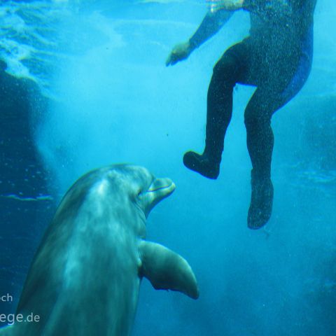Genua 005 Delfin, Aquario di Genova, Genua, Genova, Ligurien, Liguria, Italien, Italia, Italy