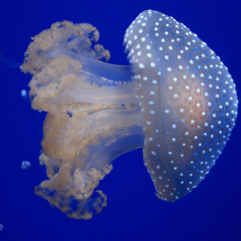 Genua 006 Quallen, Aquario di Geneva, jellyfish